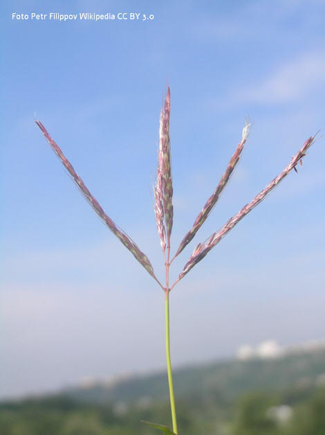 Gräser Bartgras Andropogon virginicus Grasart