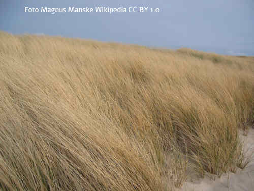 Strandhafer
